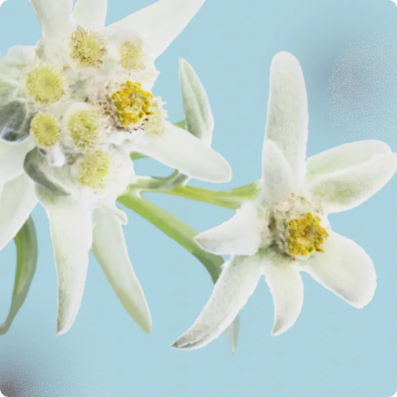Edelwhite 1